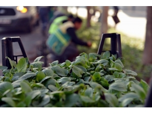 Büyükşehir Belediyesi 2 Milyon Kışlık Çiçek Dikecek