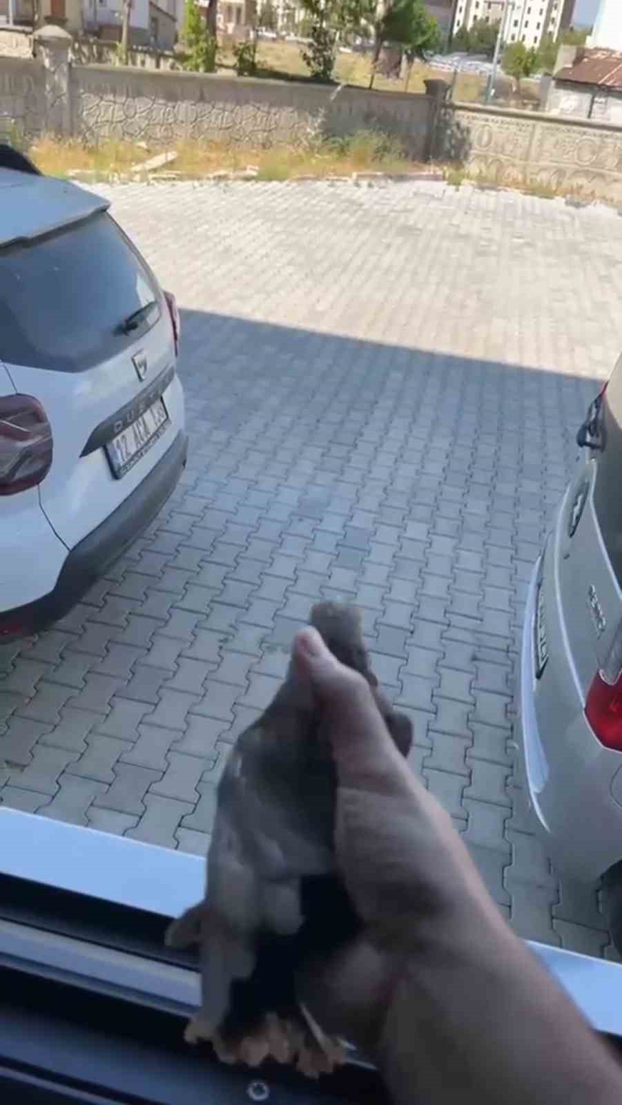 apartman-bosluguna-dusen-sigircik-kurtarildi