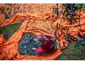 Marmarabirlik İznik Kooperatifi’nden Açıklama