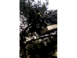 Ağaca Takılı Kalan Sığırcık Kuşu İçin İtfaiye Seferber Oldu