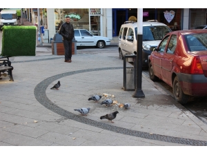 Hayvan Sevgisi Adına Çevre Kirletiliyor