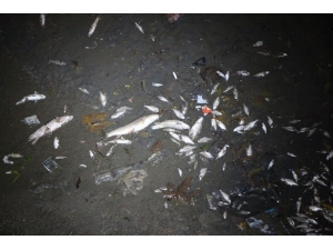 Balıklar Kıyıya Vurdu, Polis ‘Zehirli Olabilir’ Diye Uyardı