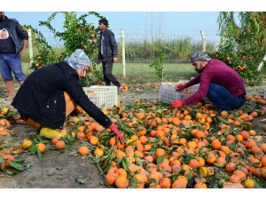 İhracatlık Mandalina Dalında Çürüyüp Döküldü