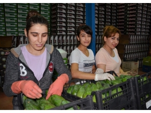 Avokadoda Romanya’ya İlk İhracat Yapıldı