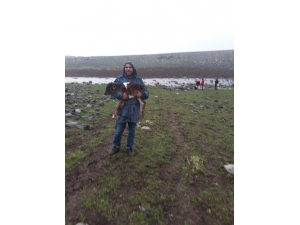 Merada Doğan Buzağı Kilometrelerce Kucakta Taşındı