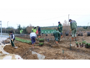 Çayırova Kavşağı Yeşilleniyor