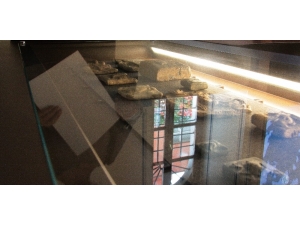 Lidyalıların Sikkeleri Sergilendi