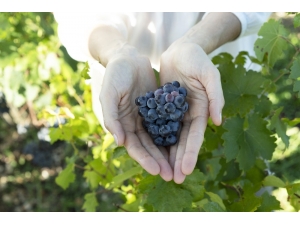 Güzel Ellerin Sırrı Doğada Saklı