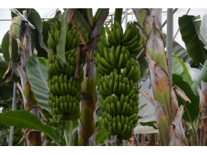 Muz Fiyatları Üreticisini Üzdü