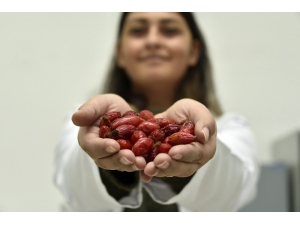 Soğuk Algınlığının Ve Cildin Koruyucu Kalkanı: Kuşburnu