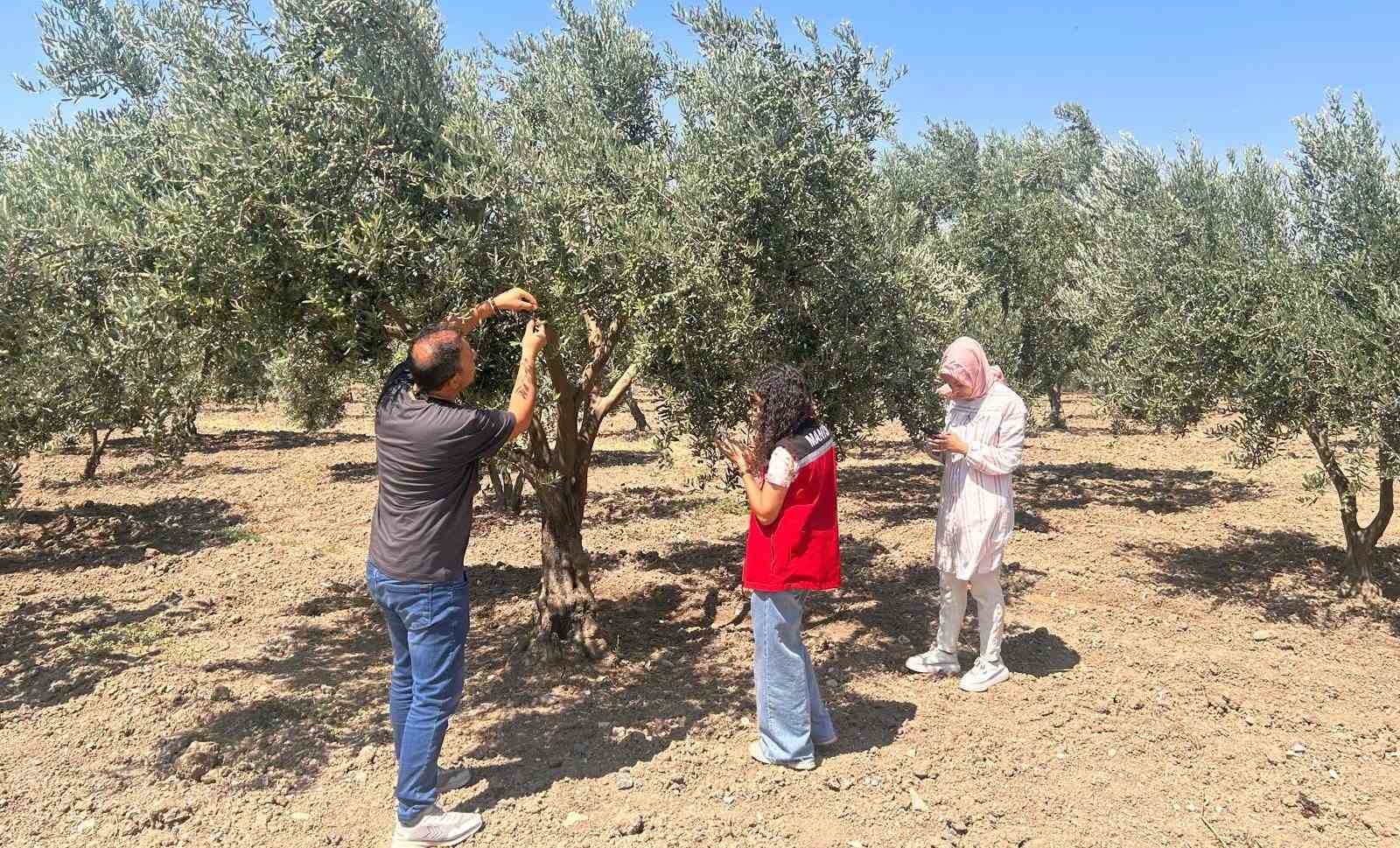zeytin-sinegine-karsi-manisa-da-bahceler-tek-tek-kontrol-ediliyor