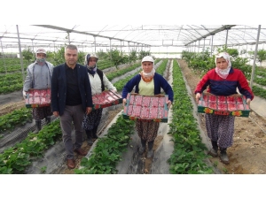 Silifke’de Kış Ortasında Çilek Hasadı