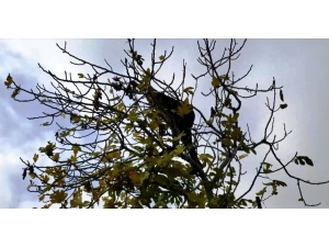 Ağaçta Mahsur Kalan Kumruyu Kurtarıp Korumaya Aldı