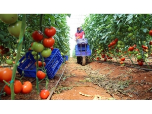 Irak Pazarı Daraldı, Domates Fiyatları Düştü