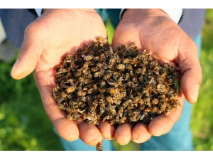 Türkiye’de Arı Ölümleri Arttı