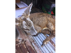Trabzon’da Yaralı Halde Bulunan Karacalar Tedavi Altına Alındı