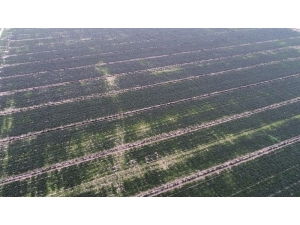 Ispanaklar Maliyetten Tarlada Kaldı