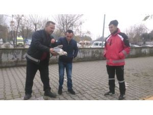 Yaralı Martıya Büyükşehirden Yardım Eli