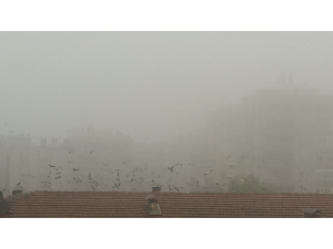 Şanlıurfa’da Son Yılların En Yoğun Sisi Hayatı Olumsuz Etkiledi