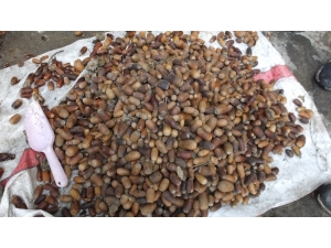 Burhaniye’de Liseli Gençler Meşe Fidanı Üretecek