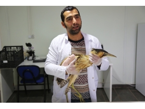 Dünyada Nesli Tükeniyor, Tunceli’de Bulundu Tedavi Altına Alındı