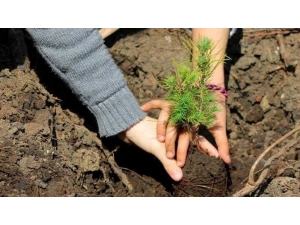 Kalınsaz; “Toprağı Koruyamazsak İklimi Koruyamayız”