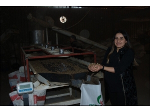 Defne Dalından Pelet Yakıtı Üretti