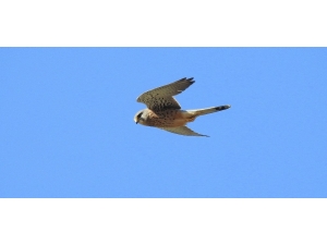 Kuşlar Güzellikleriyle Büyüledi