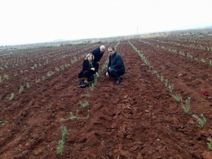 Kilis Lavanta İle Buluşuyor