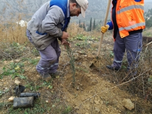 300 Adet Selvi Fidanı Toprakla Buluştu