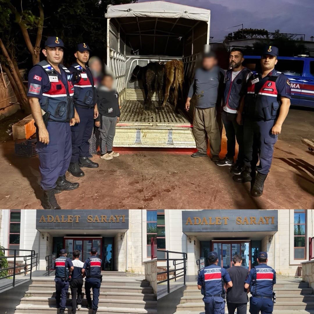 jandarma-calinan-13-hayvanin-izini-surdu-3-buyukbas-sahibine-teslim-edildi