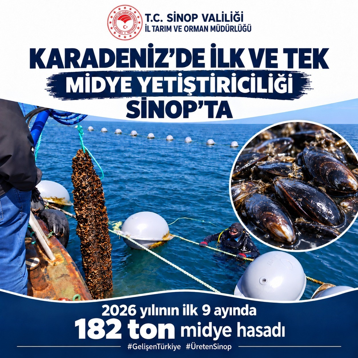 sinop-ta-9-ayda-182-ton-midye-hasadi