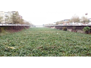 Su Canavarları, Asi Nehri’ni Kapladı