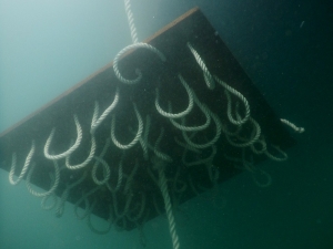 Çeşme Marina, İki Kalamar Yuvası Yerleştirdi