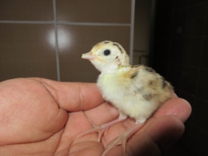 Türkiye’nin ‘Sülün’ü Samsun’dan