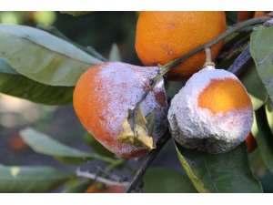 Mandalinada Yüzde 50 Zayiat