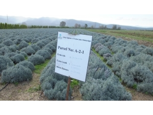 Burhaniye Tıbbi Ve Aromatik Bitki Üretim Merkezi Oldu