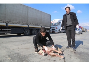 Silopi’de Tırın Çarptığı Köpek Tedavi Altına Alındı