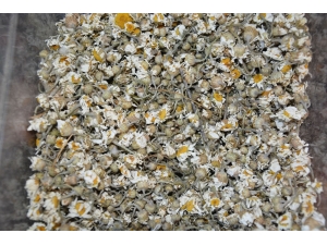 Kış Çaylarını İçmek İçin Hasta Olmayı Beklemeyin