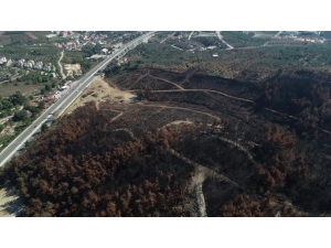 Milletvekili Refik Özen: “Yanan Bölgelere Ektiğimiz Fidanlar Köylüye Gelir Kapısı Olacak”