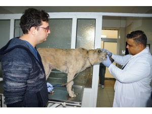 Hayvan Sağlığında Çığır Açacak Gelişme