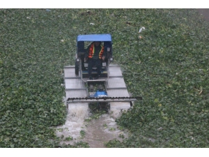 Yağmur Altında Su Sümbülleriyle Mücadele