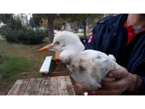 Yaralı Sığır Balıkçılının Yardımına İtfaiye Koştu