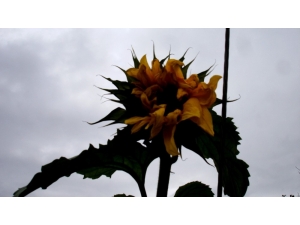 Kışın Ortasında Açan Ayçiçeği Hayrete Düşürdü