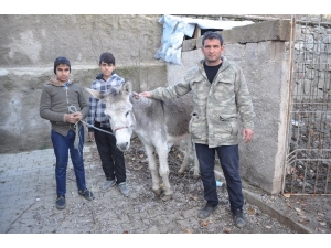 Yaralı Eşeğe Sahip Çıktılar