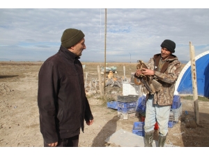 Uçamayan Saz Delicesi Koruma Altında