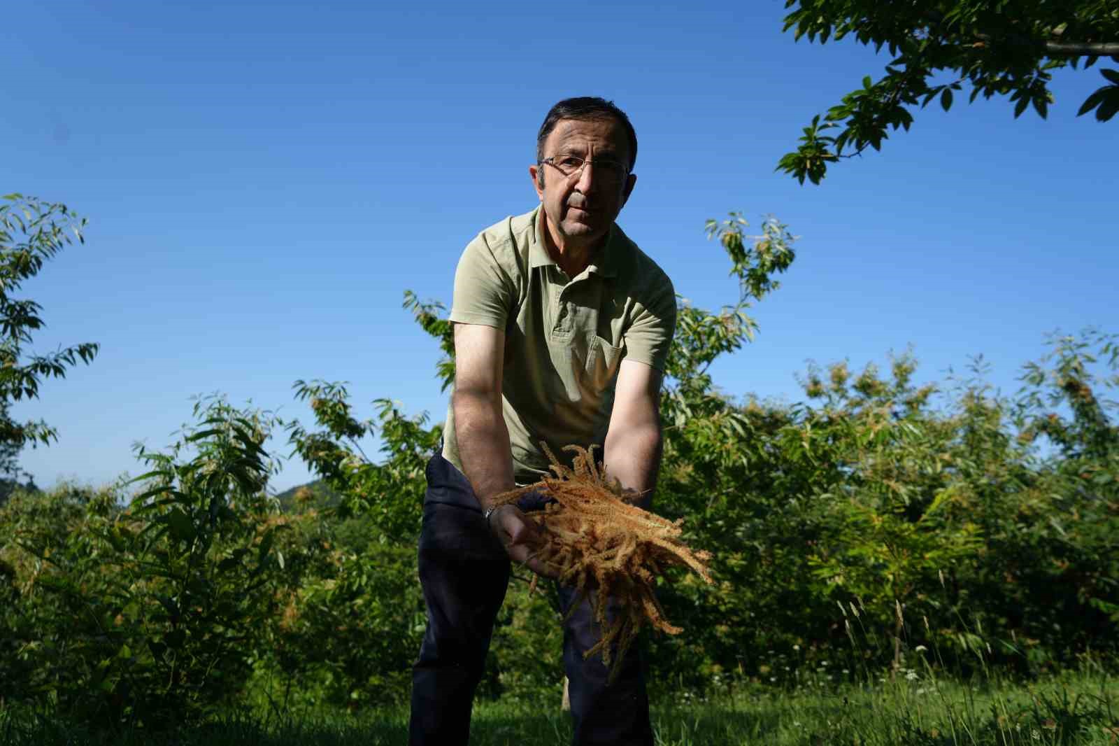 kestane-ciceklerinde-hasat-basladi-antioksidan-deposu-cay-oluyor