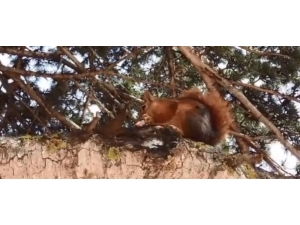 Doğaseverler Alageyik Ve Sincap Görüntüledi