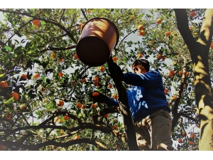 Aydın’da Portakal Hasadı Başladı