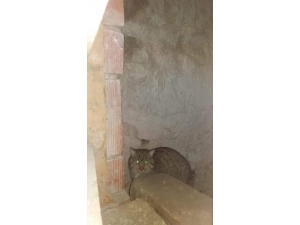 Köylünün Tavuklarını Avlayan ’Yaban Kedisi’ Yakalandı